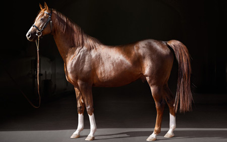 Kunde ALAWAL STUD - ABU DHABI / Fotograf FLORIAN WAGNER / Projekt STALLION BROSCHÜRE / Job BILDRETUSCHE, COLORMATCHING