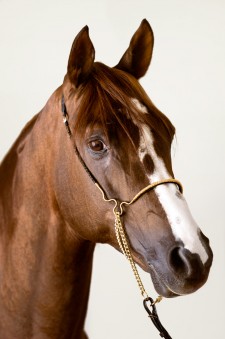 Kunde ALAWAL STUD - ABU DHABI / Fotograf FLORIAN WAGNER / Projekt STALLION BROSCHÜRE / Job BILDRETUSCHE, COLORMATCHING