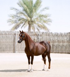 Kunde ALAWAL STUD - ABU DHABI / Fotograf FLORIAN WAGNER / Projekt STALLION BROSCHÜRE / Job BILDRETUSCHE, COLORMATCHING